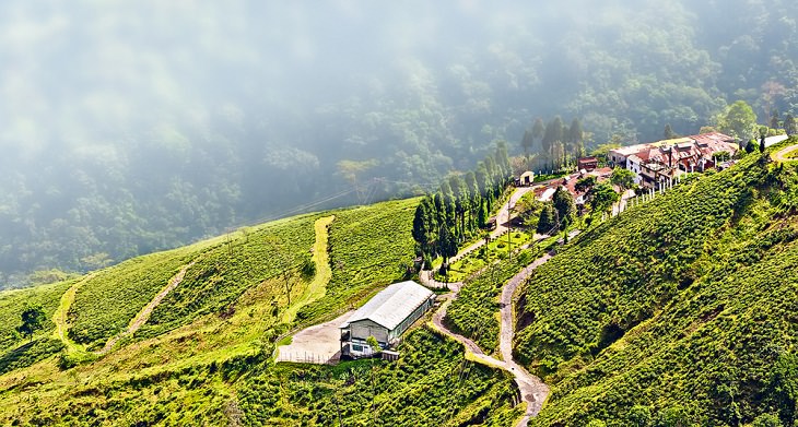 Plantaciones de Té, Darjeeling 