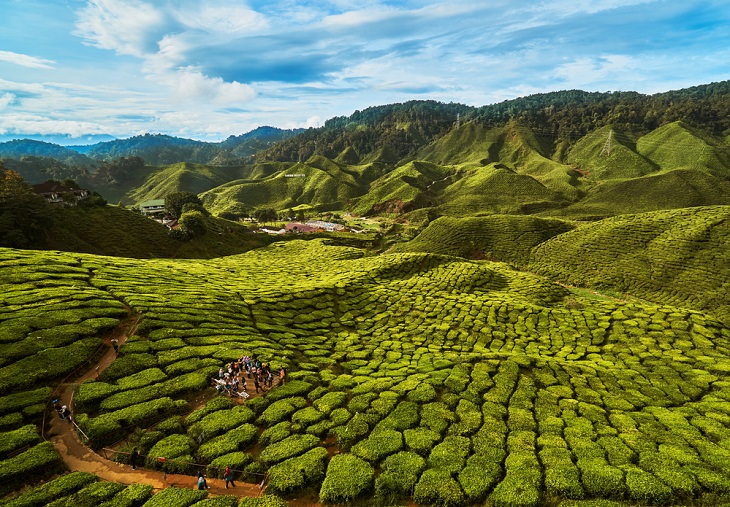 Plantaciones de Té, Cameron , Malaysia
