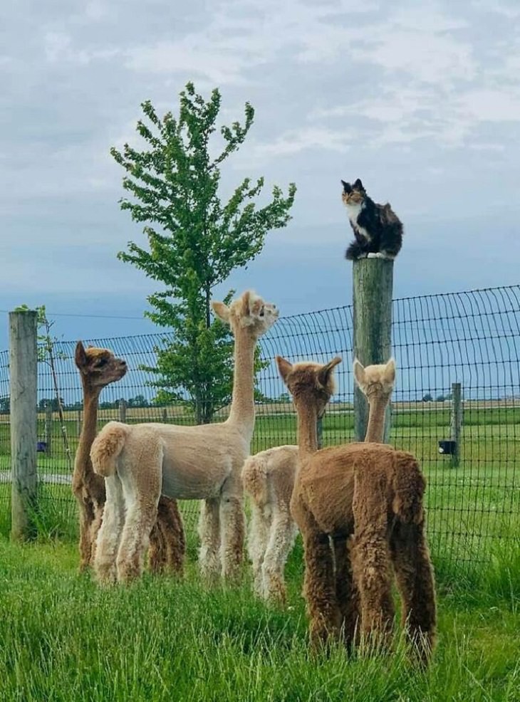 Adorables Fotos De Alpacas Cuatro alpacas y su gato
