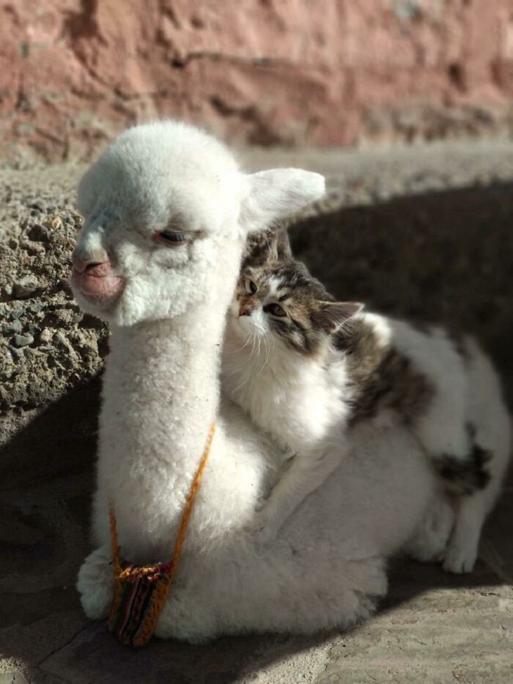 Adorables Fotos De Alpacas Bebé alpaca con un gato