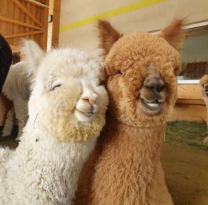 Adorables Fotos De Alpacas Dos alpacas sonriendo