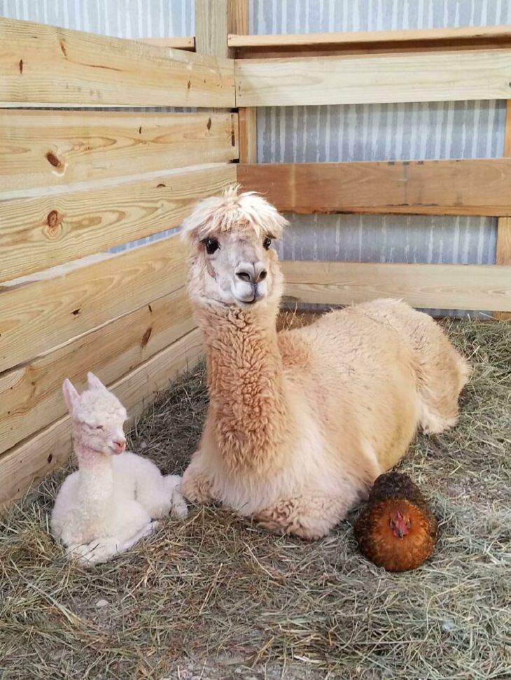 Adorables Fotos De Alpacas Mamá alpaca posando alegremente con su recién nacido