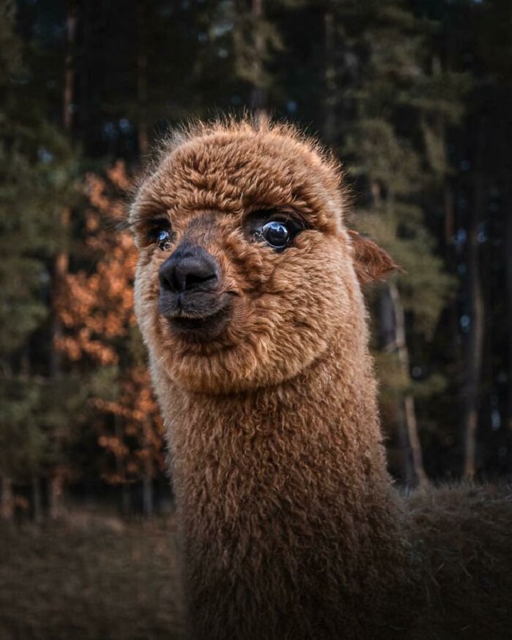 Adorables Fotos De Alpacas Alpaca mirando a la cámara