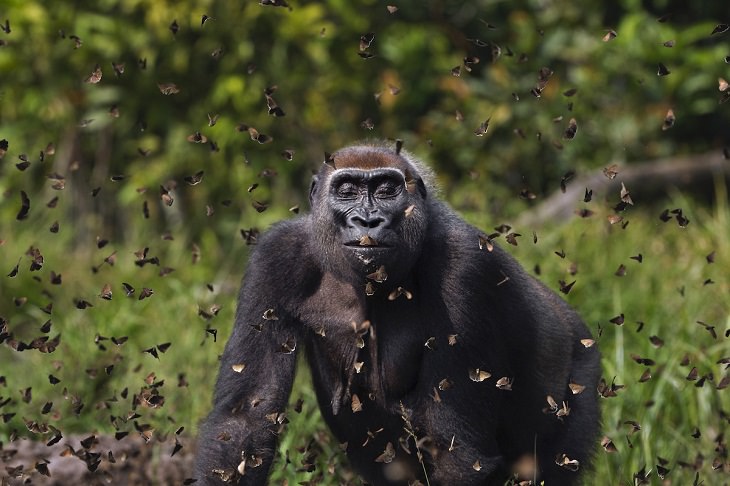 2021 Nature Conservancy , foto  gorila 