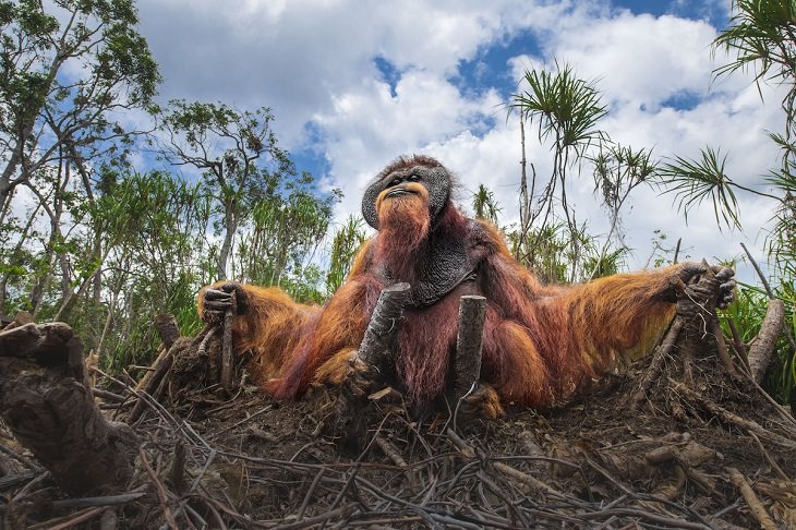 2021 Nature Conservancy foto, orangutan 