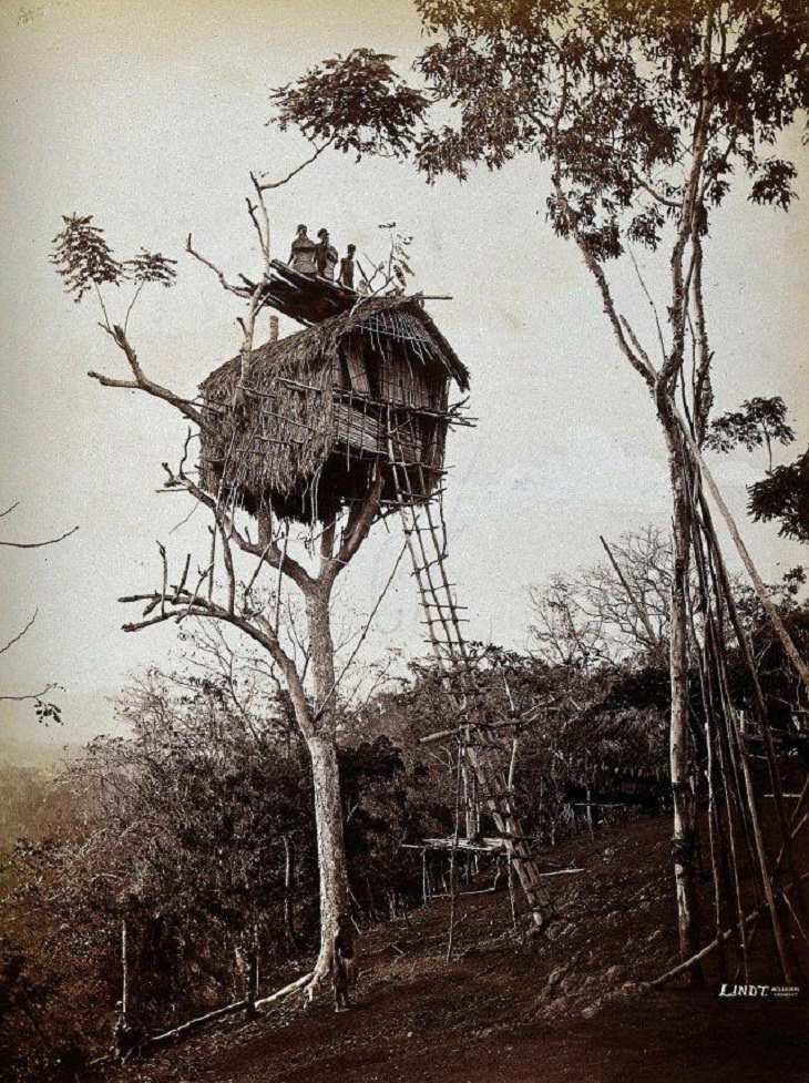 Fotos antiguas , asa en el árbol , Papúa Guinea
