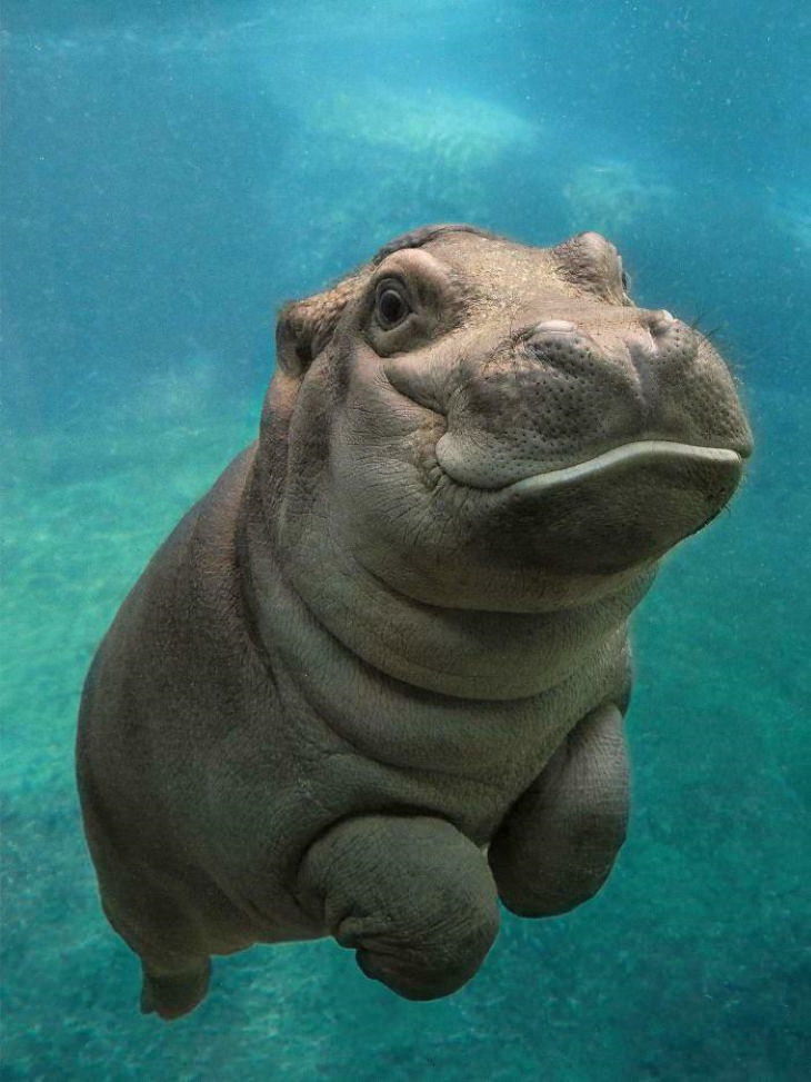 Adorables Animales Hipopótamo bebé