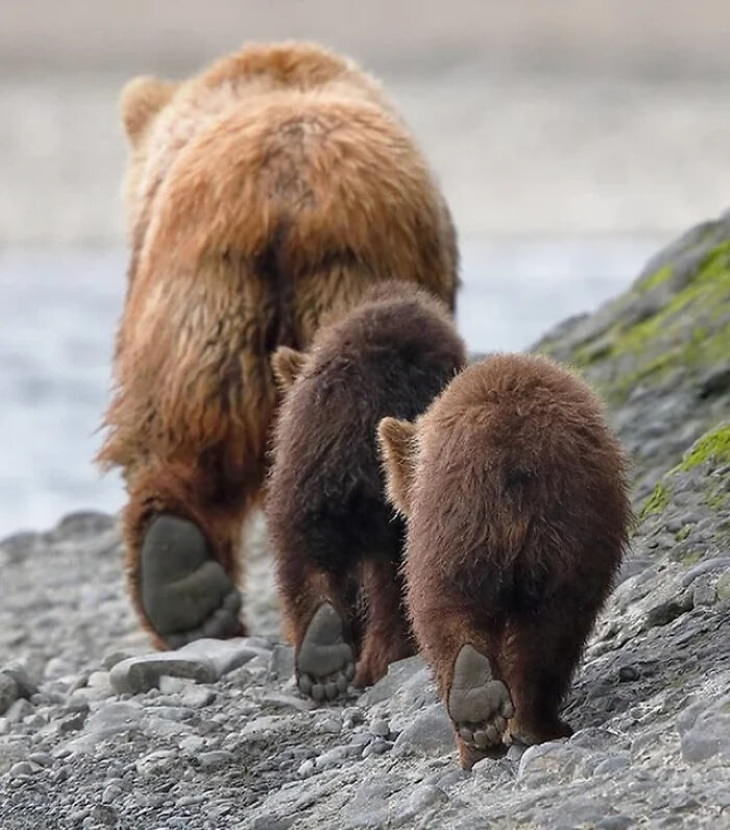 Adorables Animales Familia de osos