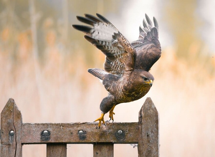 Fotos De Animales Perfectamente Sincronizadas Águila emprendiendo el vuelo