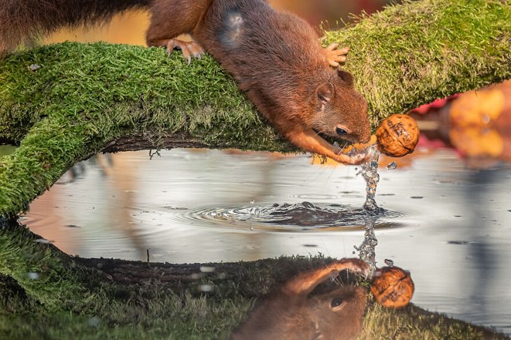 Fotos De Animales Perfectamente Sincronizadas Ardilla atrapando nueces