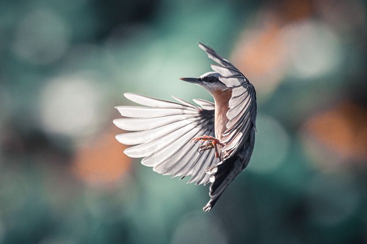 Fotos De Animales Perfectamente Sincronizadas Pájaro en vuelo