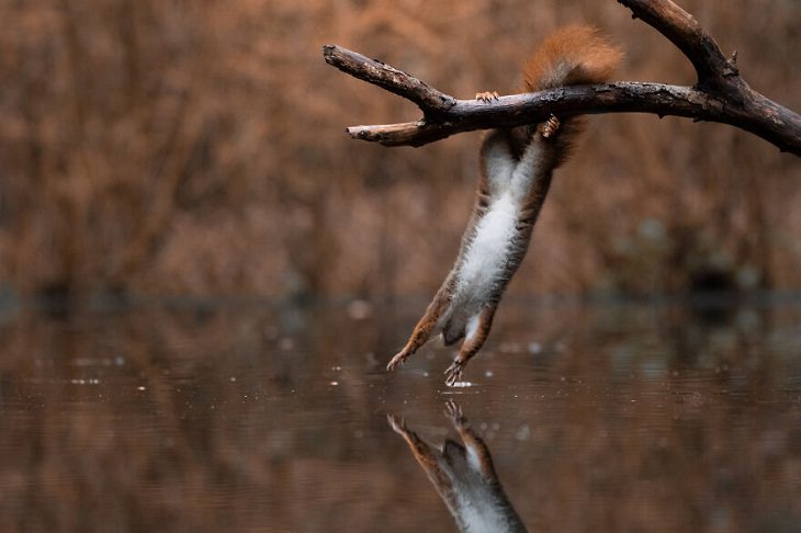 Fotos De Animales Perfectamente Sincronizadas Ardilla tocando el agua