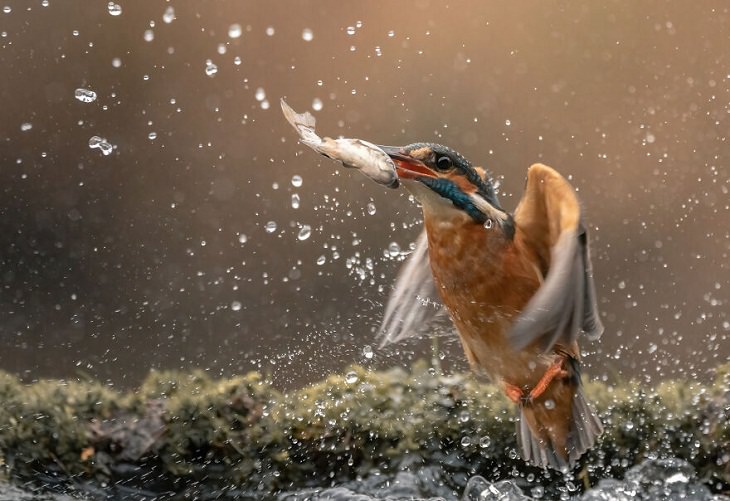 Fotos De Animales Perfectamente Sincronizadas Martín pescador con pez en el pico