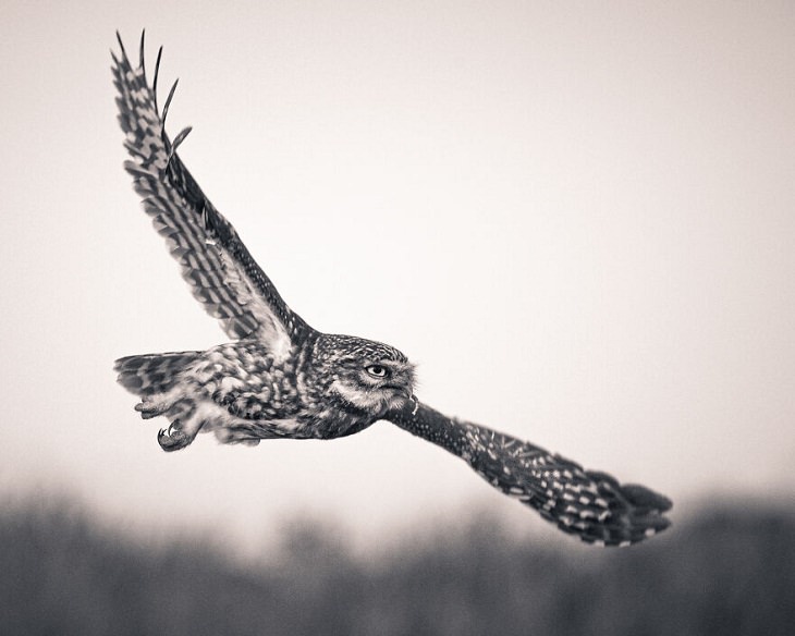 Fotos De Animales Perfectamente Sincronizadas Búho volando
