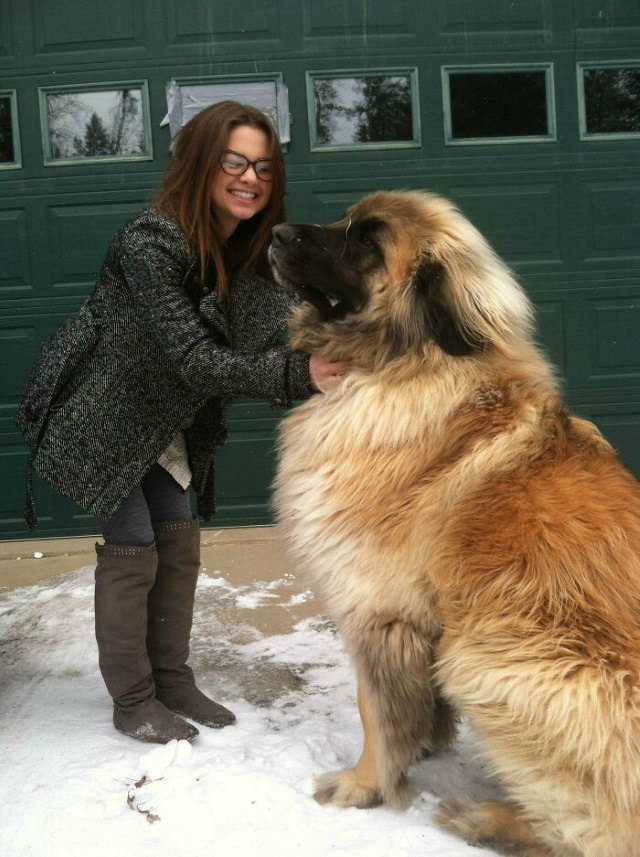 Enormous Dogs Being Cute Leonberger