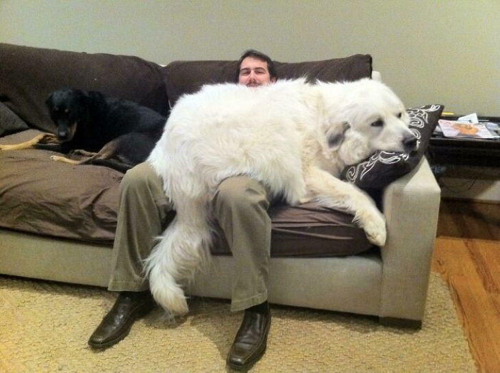 Enormous Dogs Being Cute lapdog