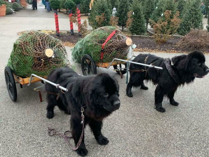 Enormes perros, Arbol de Navidad