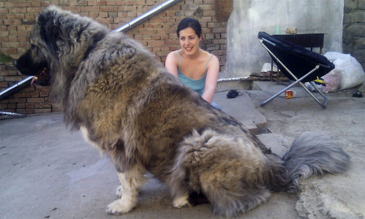 Enormous Dogs Being Cute Caucasian Mountain Dog