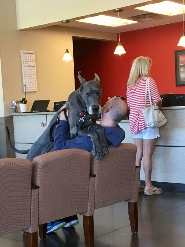Enormous Dogs Being Cute scared of the vet