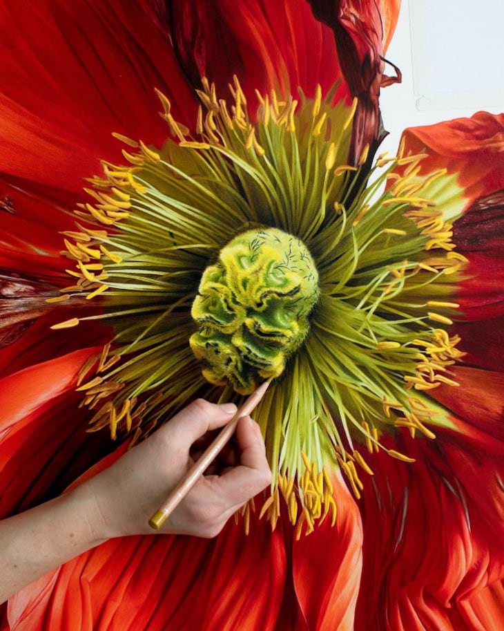 Preciosos dibujos de flores hiperrealistas de CJ Harvey Amapola roja