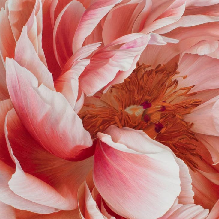 Preciosos dibujos de flores hiperrealistas de CJ Harvey Detalle de la peonía rosa esponjosa