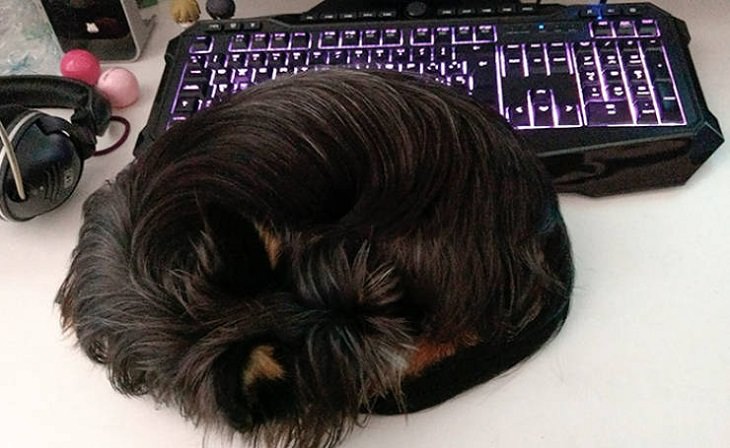 Perros Que Se Comportan Como Gatos Perro descansando sobre el teclado de la computadora