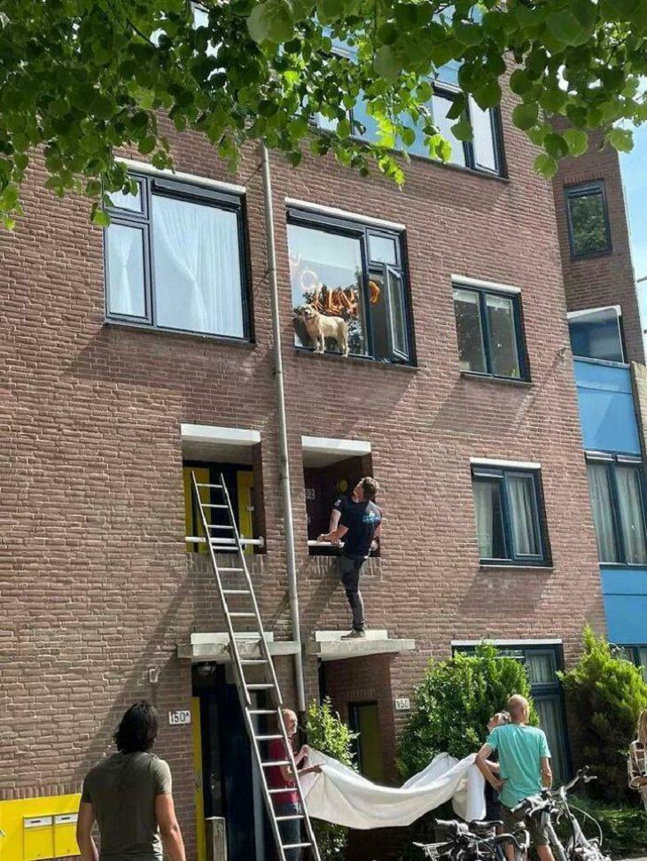 Perros Que Se Comportan Como Gatos Perro en la cornisa de la ventana