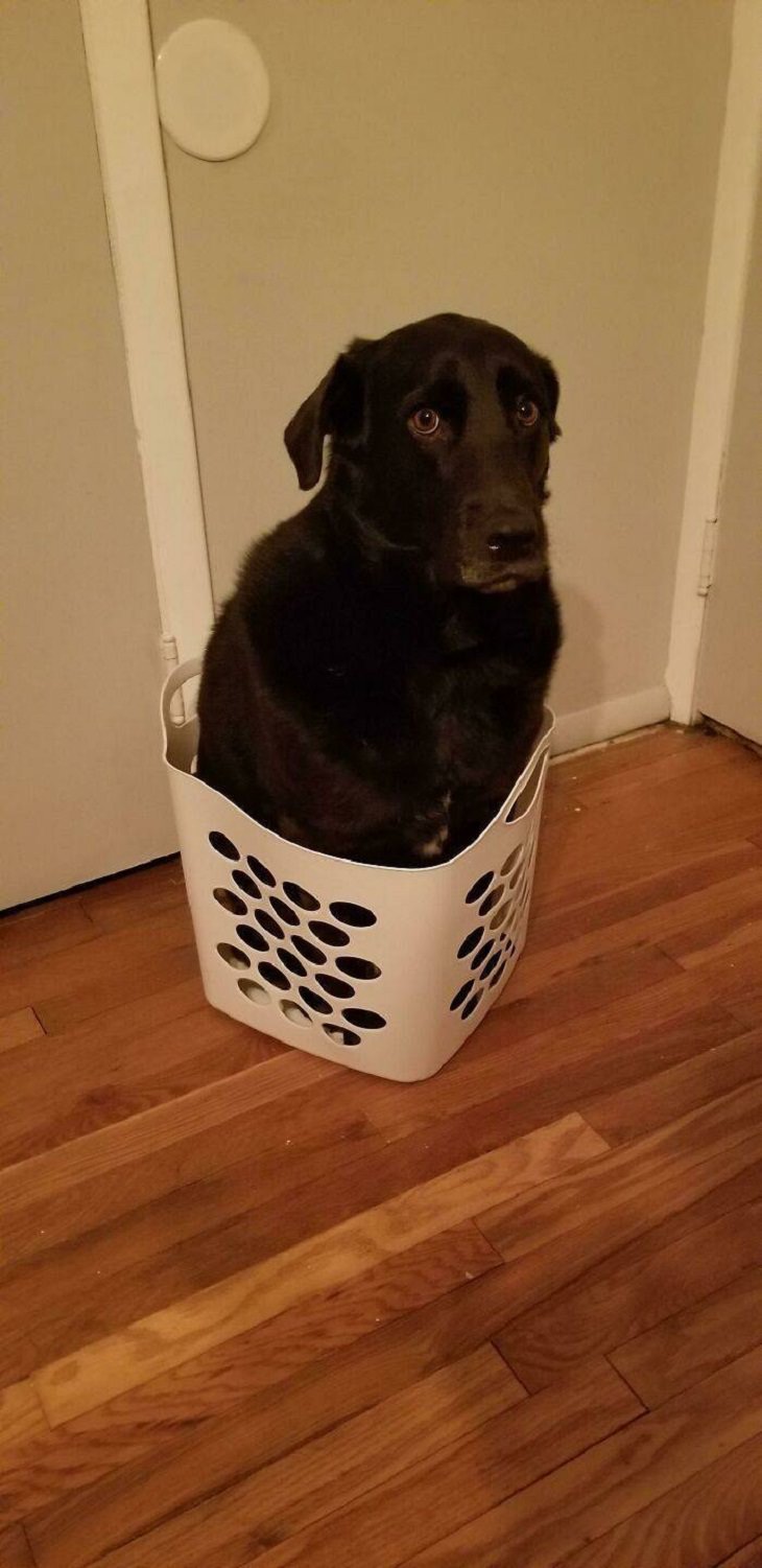 Perros Que Se Comportan Como Gatos Perro en una cesta de ropa