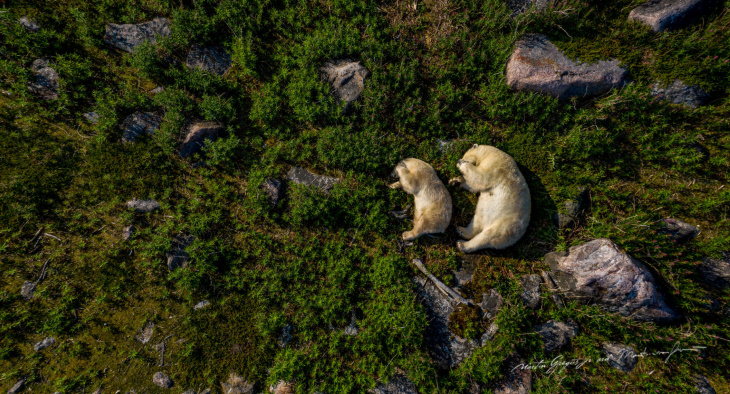 Polar Bears by Martin Gregus sleeping polar bears