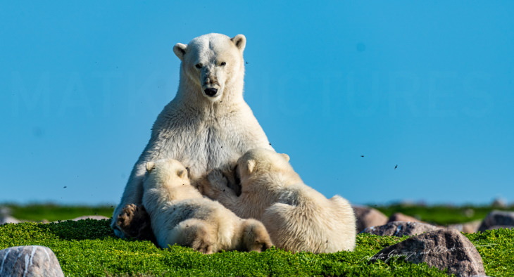 Polar Bears by Martin Gregus polar bear cubs nursing