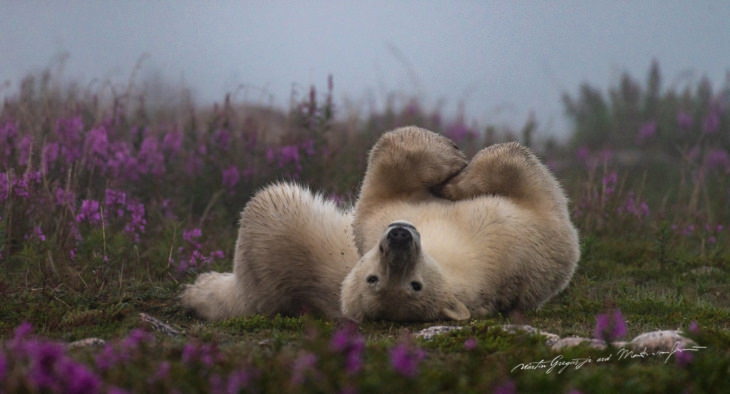 Polar Bears by Martin Gregus polar bear relaxing