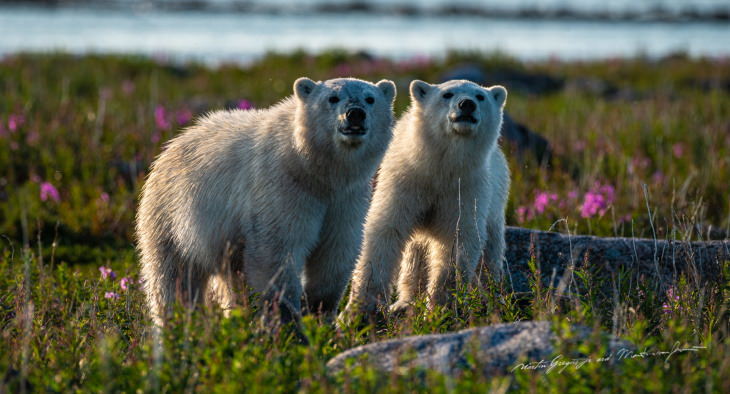 Polar Bears by Martin Gregus curious polar bears