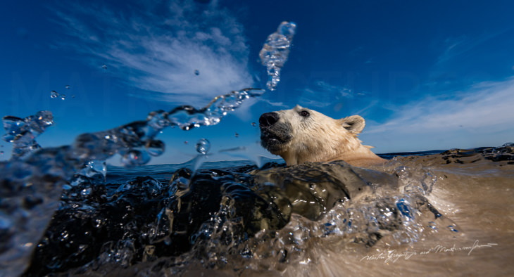 Polar Bears by Martin Gregus swimming polar bear