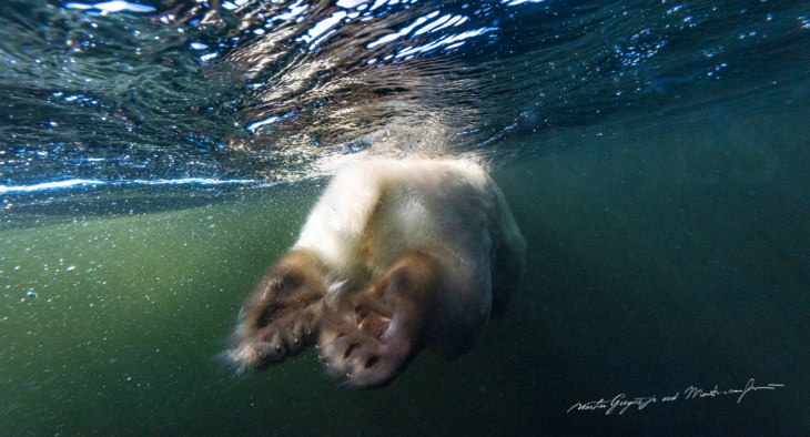 Polar Bears by Martin Gregus polar bear diving