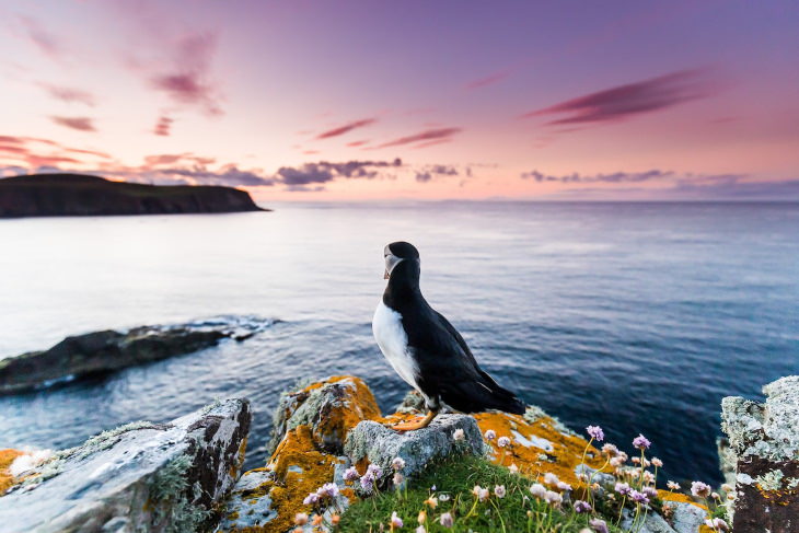 Concurso De Fotógrafo De Aves 2021 "Pensativo" de Kevin Morgans, Reino Unido - Ganador del premio Portfolio