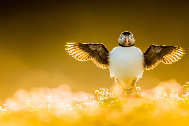 Concurso De Fotógrafo De Aves 2021 "Estirando las alas" de Kevin Morgans, Reino Unido - Ganador del premio Portfolio