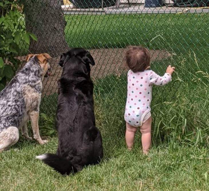 15 Fotos Que Demuestran El Amor Puro De Los Niños Perros y bebé esperando golosinas detrás de la cerca