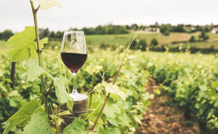 Hechos Interesantes Sobre El Vino Copa de vino en un viñedo