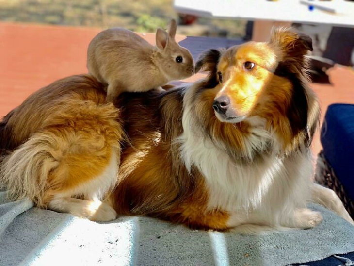 Lindo perro y conejo 