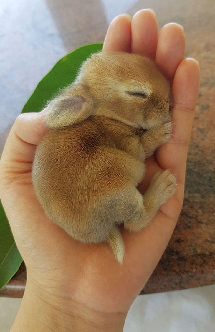 bebé conejito se quedó dormido en las manos de esta persona