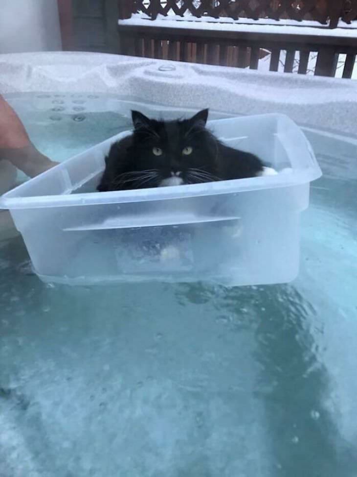 Gatos Mimados gato en un cubo flotando en la bañera