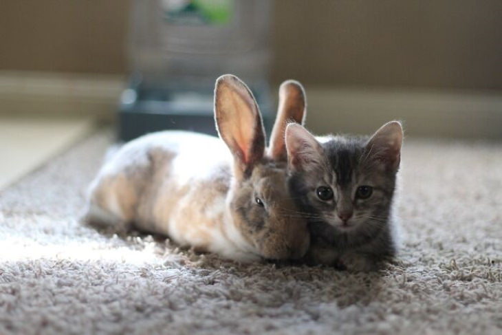 Conejitos lindos Conejo y gatito