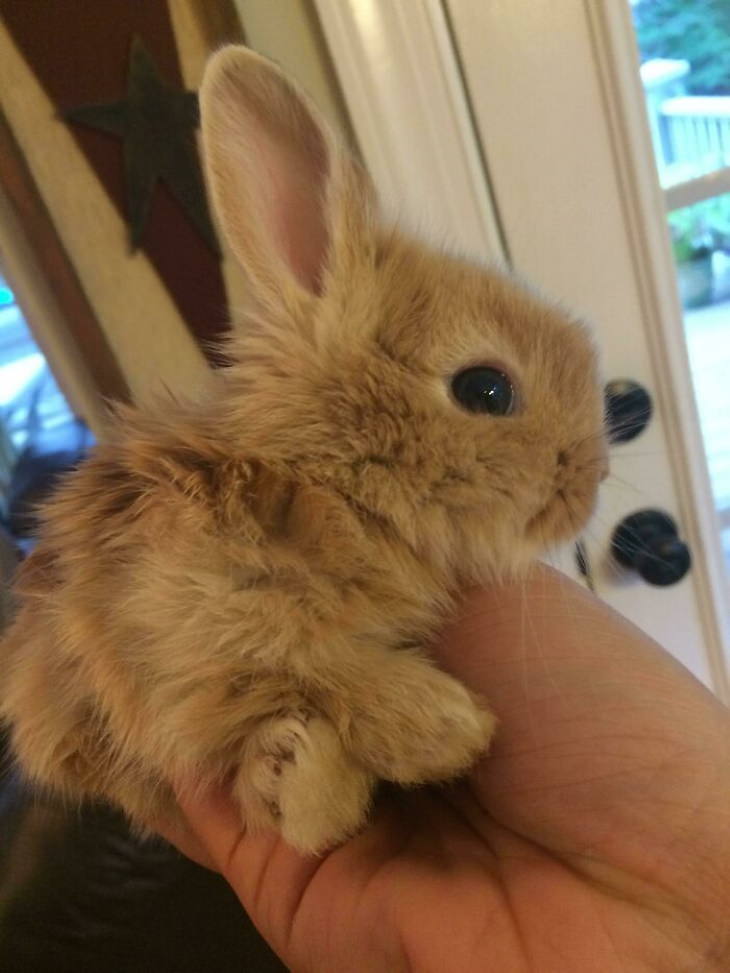 Conejos lindos conejo pequeño