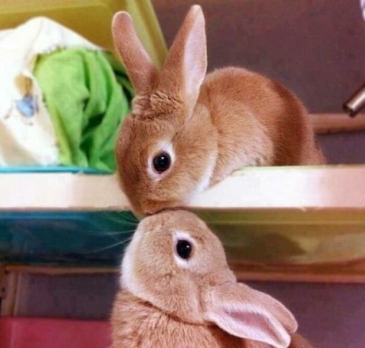 Conejitos lindos Beso de conejo