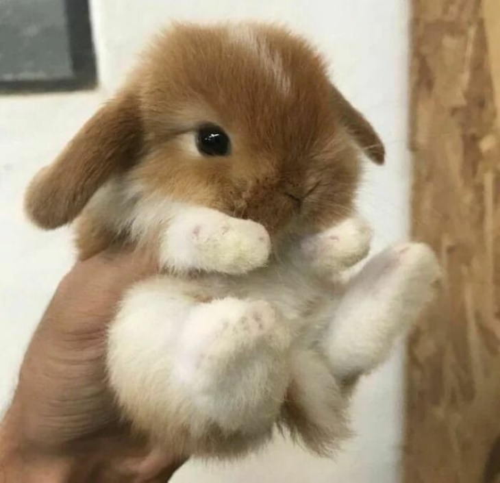 Conejitos lindos sosteniendo al bebé conejo