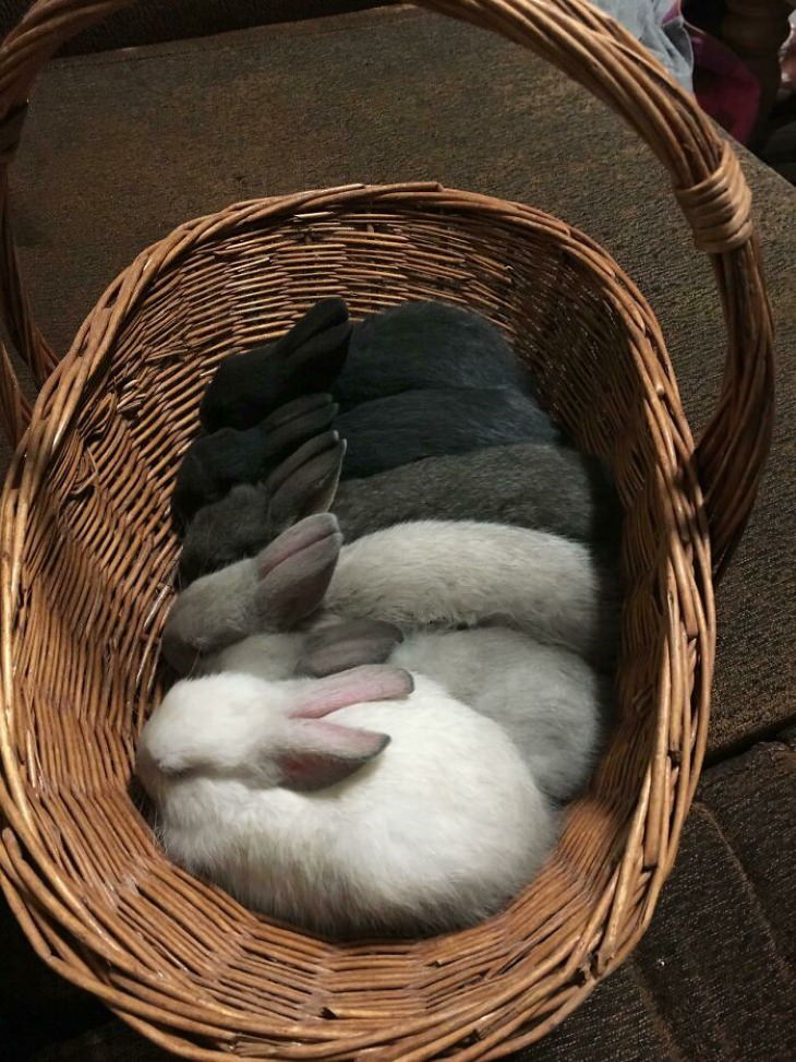 Conejos lindos en la cesta