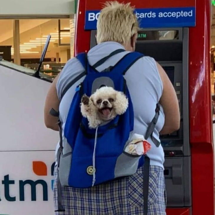 Dogs in Bags smiling small dogs