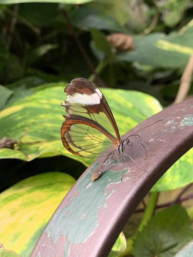 La mariposa Greta Oto también es conocida como la mariposa de alas de cristal 