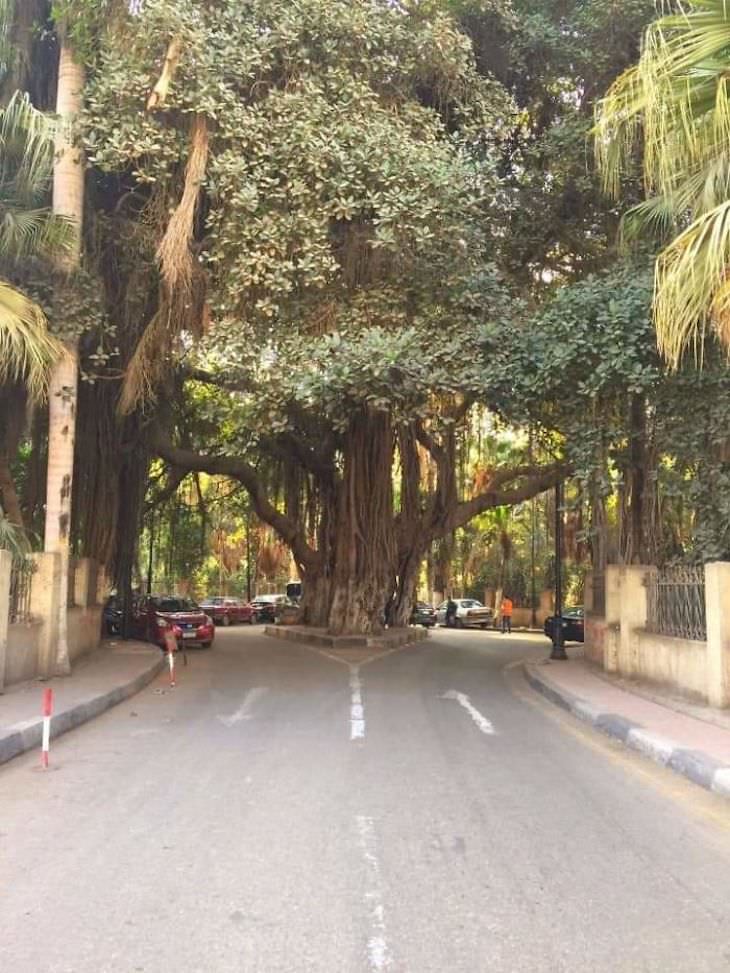 Un árbol enorme en El Cairo, Egipto