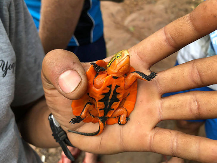 Una tortuga naranja encontrada en la jungla vietnamita